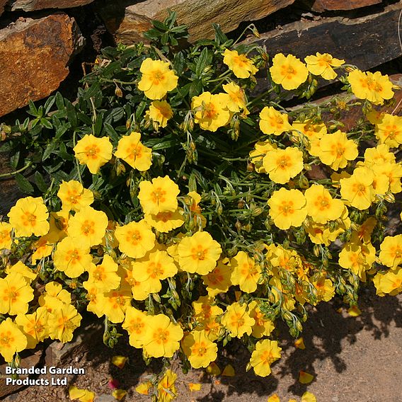 Helianthemum 'Ben Fhada'