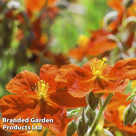 Helianthemum 'Ben Mohr'