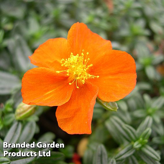 Helianthemum 'Ben Mohr'