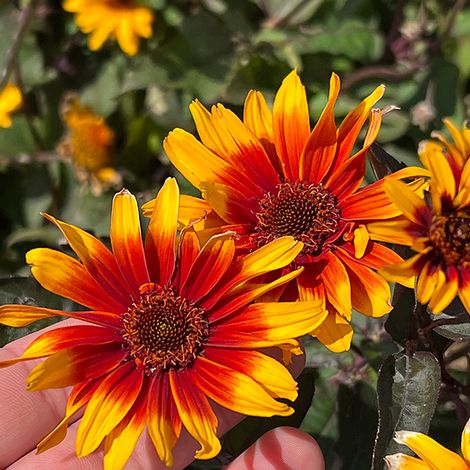 Heliopsis 'Burning Hearts' - Seeds