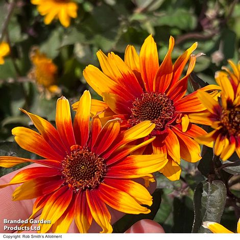 Heliopsis 'Burning Hearts' - Seeds