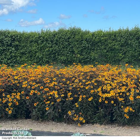 Heliopsis 'Burning Hearts' - Seeds