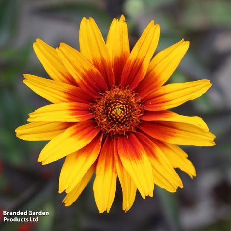 Heliopsis 'Burning Hearts' - Seeds