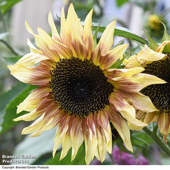 Sunflower 'Cherry Rose' - Seeds