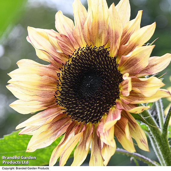 Sunflower 'Cherry Rose' - Seeds