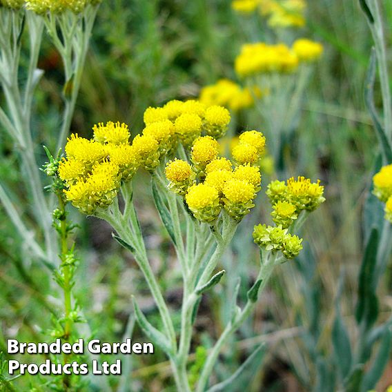 Helichrysum thianschanicum 'Icicles'