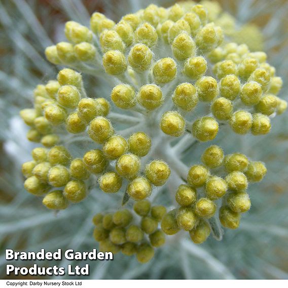 Helichrysum thianschanicum 'Icicles'