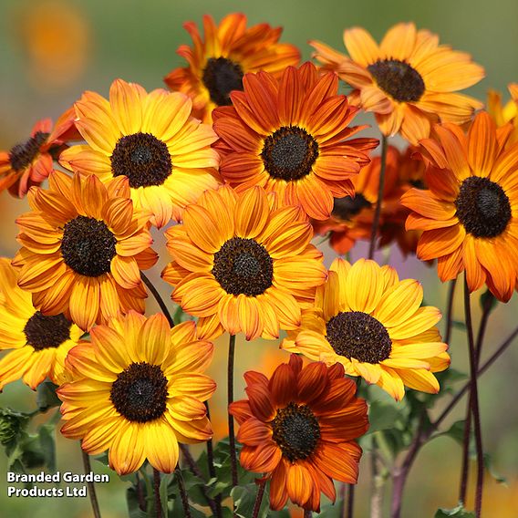 Sunflower 'Soluna Bronze' - Seeds