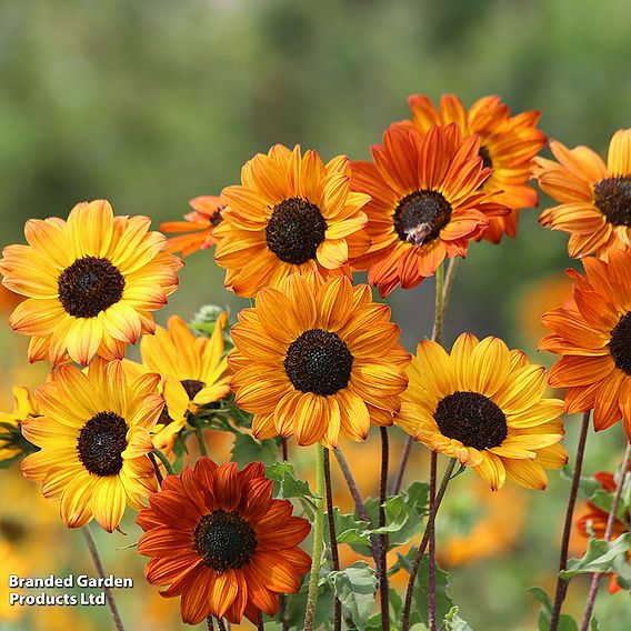 Sunflower 'Soluna Bronze' - Seeds