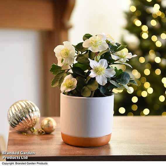 Hellebore 'Christmas Carol' - Gift