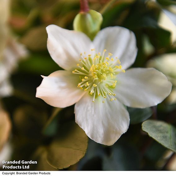 Hellebore 'Christmas Carol' - Gift