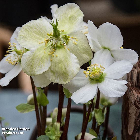 Hellebore 'Christmas Carol' - Gift