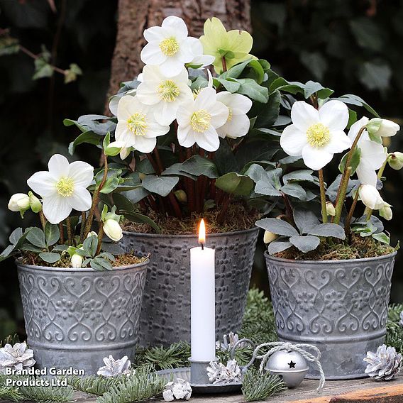 Hellebore 'Christmas Carol' - Gift