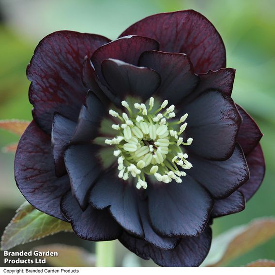 Hellebore 'Double Midnight Black'