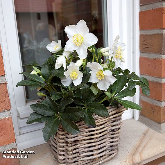 Hellebore 'Joel' - Gift