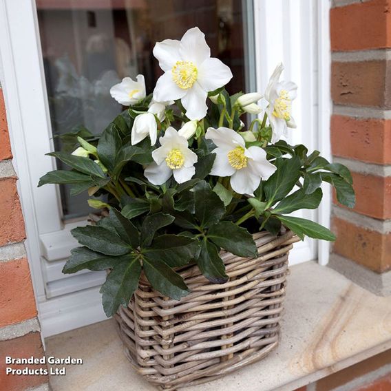 Hellebore 'Joel'