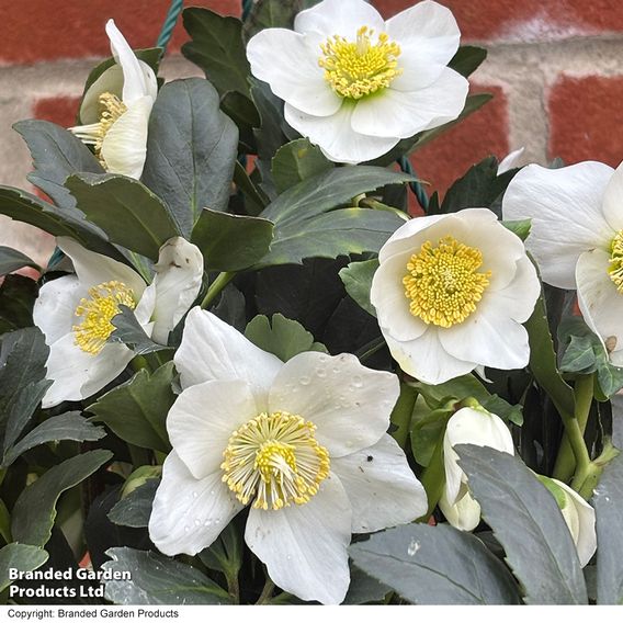 Hellebore 'Joel' - Gift