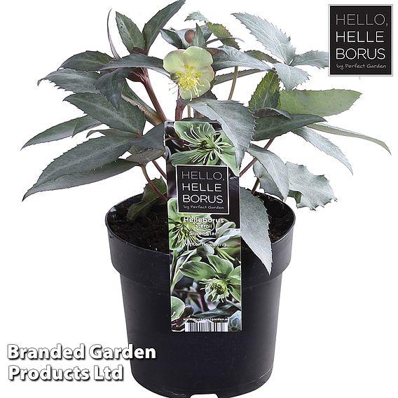 Hellebore 'Silver Star'