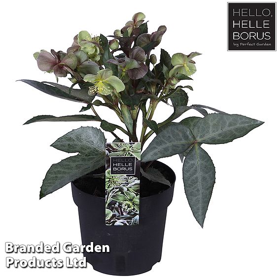 Hellebore 'Silver Star'