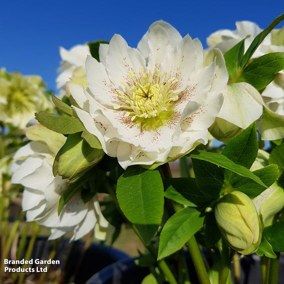 Hellebore 'Double White Speckled'