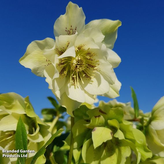 Hellebore 'Double White Speckled'