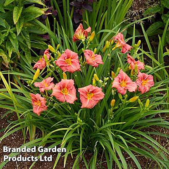 Hemerocallis 'Dress Code'