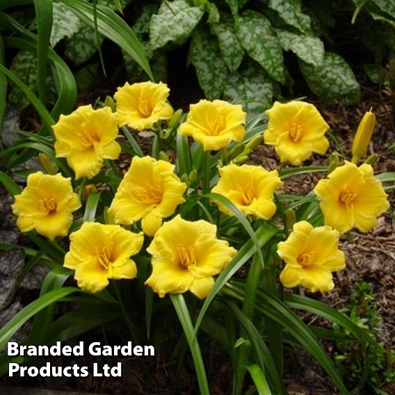 Hemerocallis 'Mini Stella'