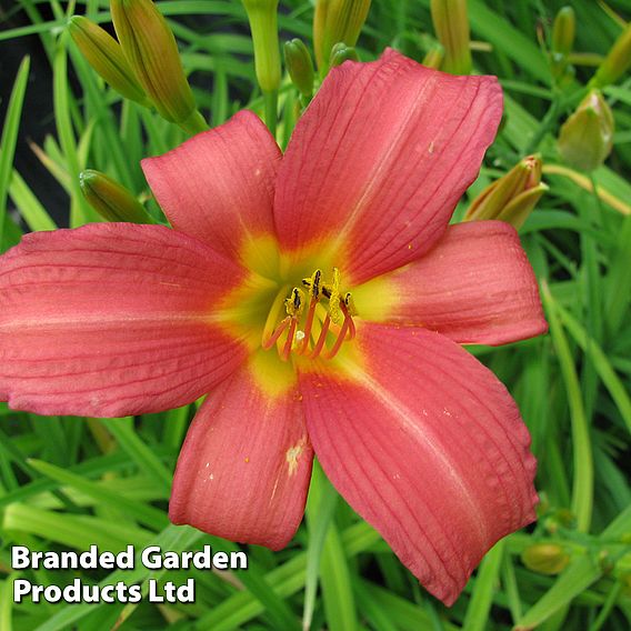 Hemerocallis 'Pink Damask'