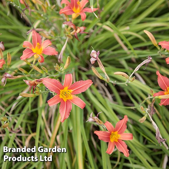 Hemerocallis 'Pink Damask'