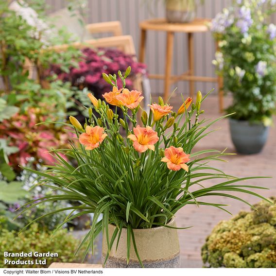 Hemerocallis 'Stella Tangerine'