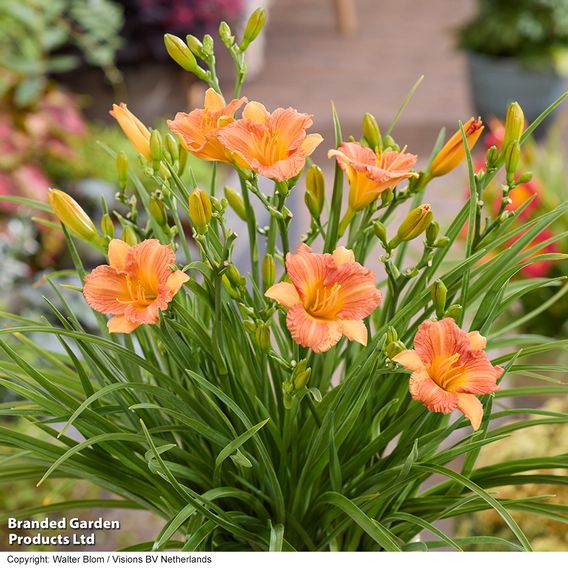 Hemerocallis 'Stella Tangerine'