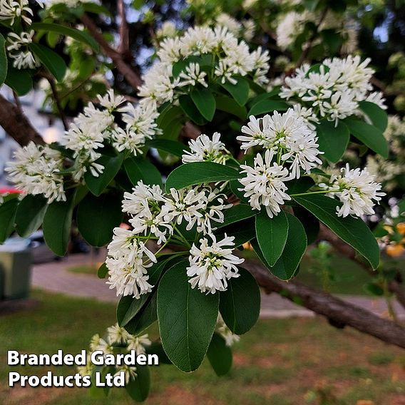 Heptacodium Miconioides