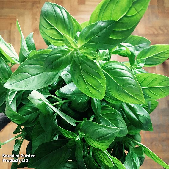 Basil 'Everleaf Emerald Towers' - Seeds