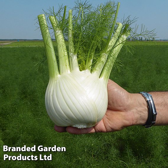 Fennel 'Dragon' F1 - Seeds