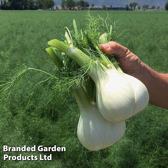 Fennel 'Dragon' F1 - Seeds