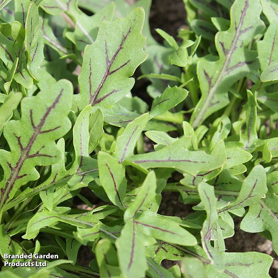 Wild Rocket 'Dragons Fire' - Seeds