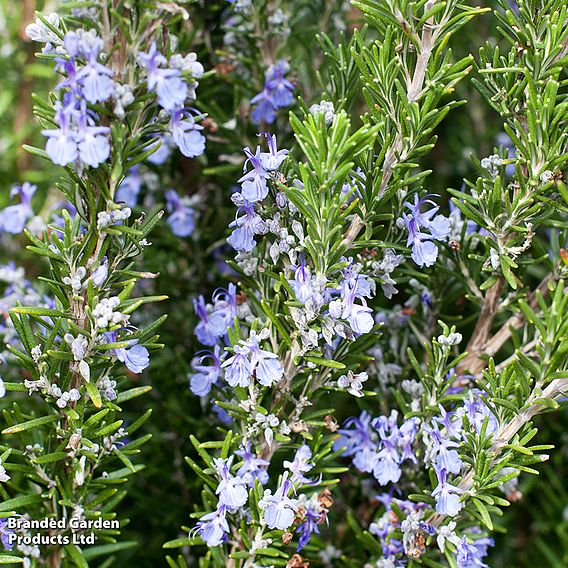 Rosemary 'Tuscan Blue'