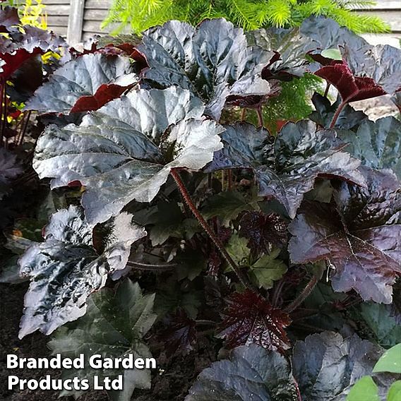 Heuchera 'Black Pearl'