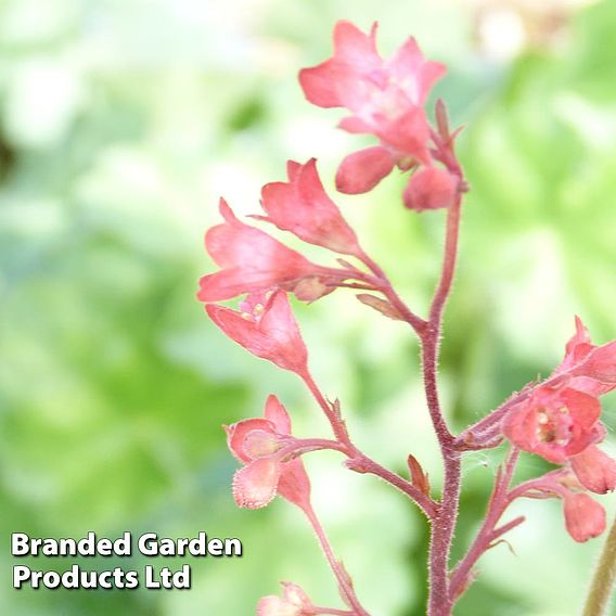 Heuchera 'Bressingham Hybrids'