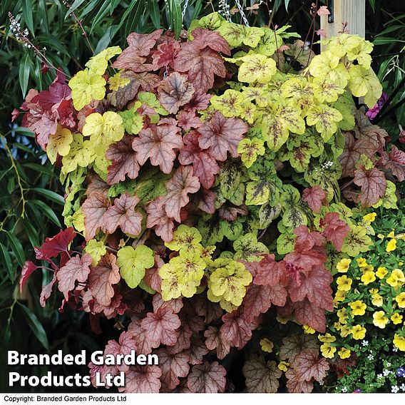 Heucherella 'Trailing Trio'