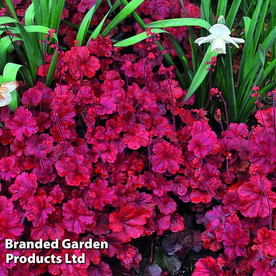 Heuchera 'Cherry Cola'