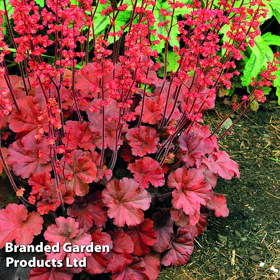 Heuchera 'Cherry Cola'