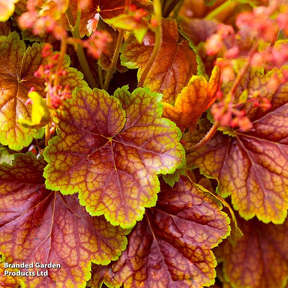 Heuchera 'Eternal Flame'