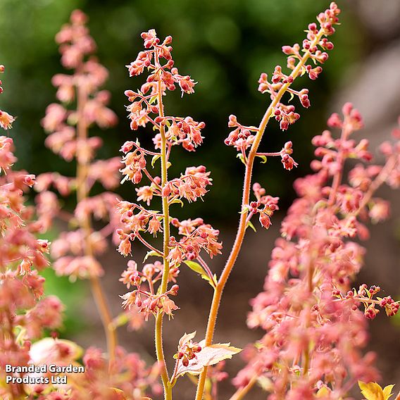 Heuchera 'Eternal Flame'