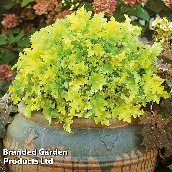 Heuchera 'Lime Marmalade'