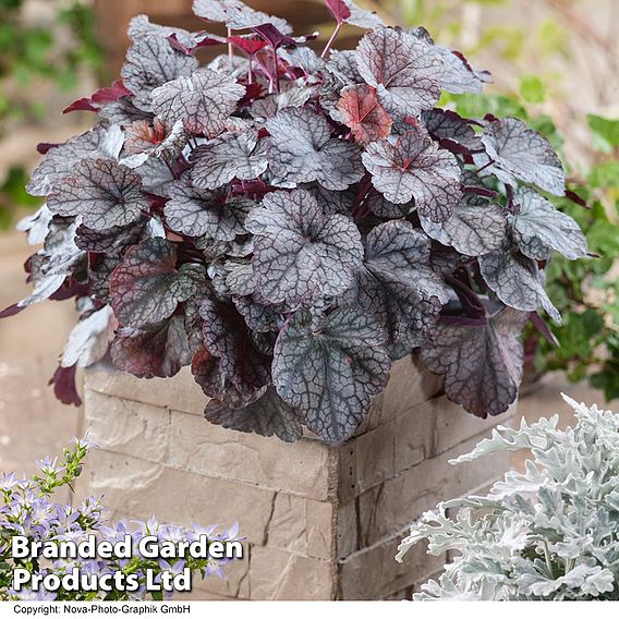 Heuchera 'Silver Scrolls'