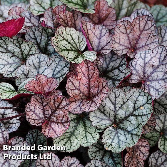 Heuchera 'Silver Scrolls'