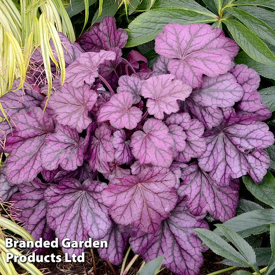 Heuchera 'Wild Rose'