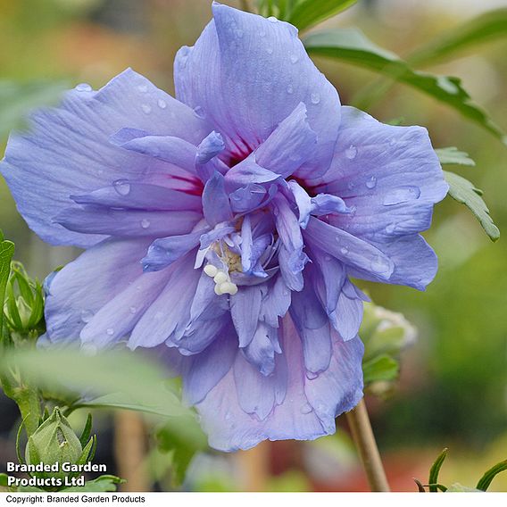 Hibiscus 'Mosaic'