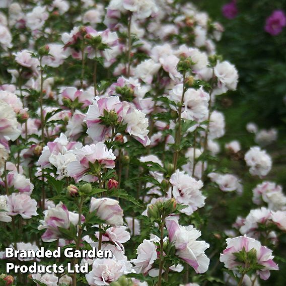 Hibiscus syriacus 'French Cabaret Pastel'